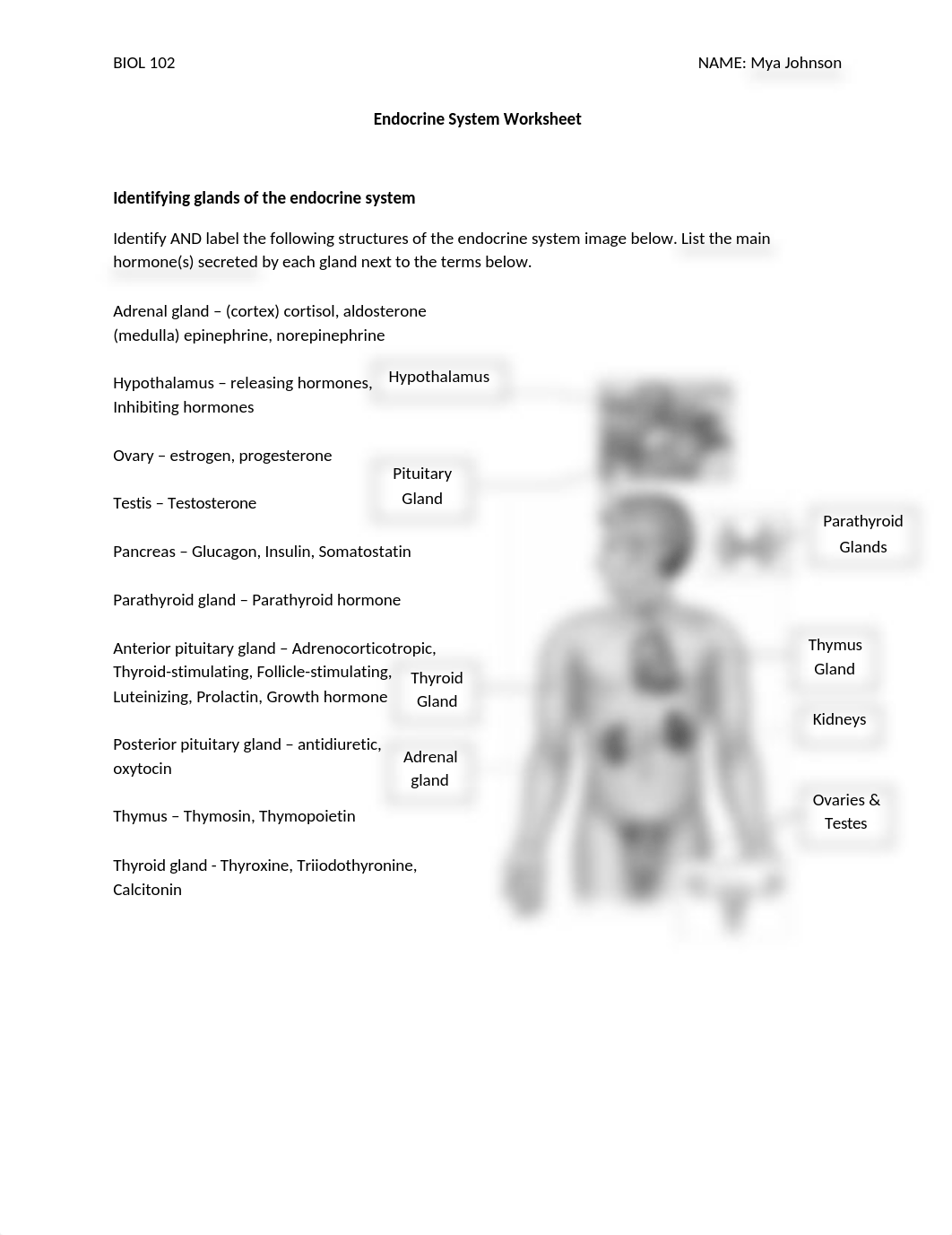 Endocrine System Worksheet SP2021.docx_d9rmyel2i7b_page1