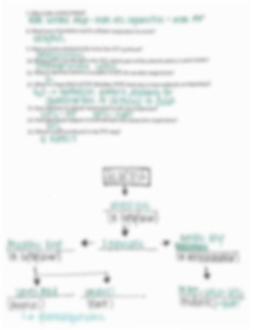 Cellular Respiration Diagram - KEY.pdf_d9rr1m6u7gr_page2