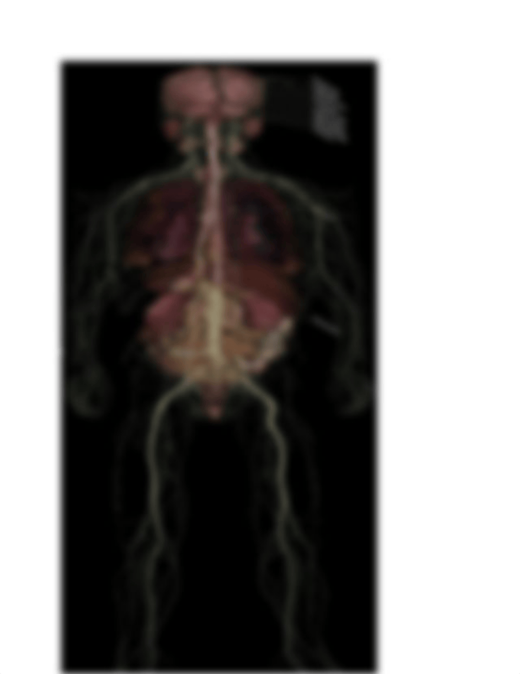 NU-440 Central Nervous System.docx_d9szvmzg2pt_page2