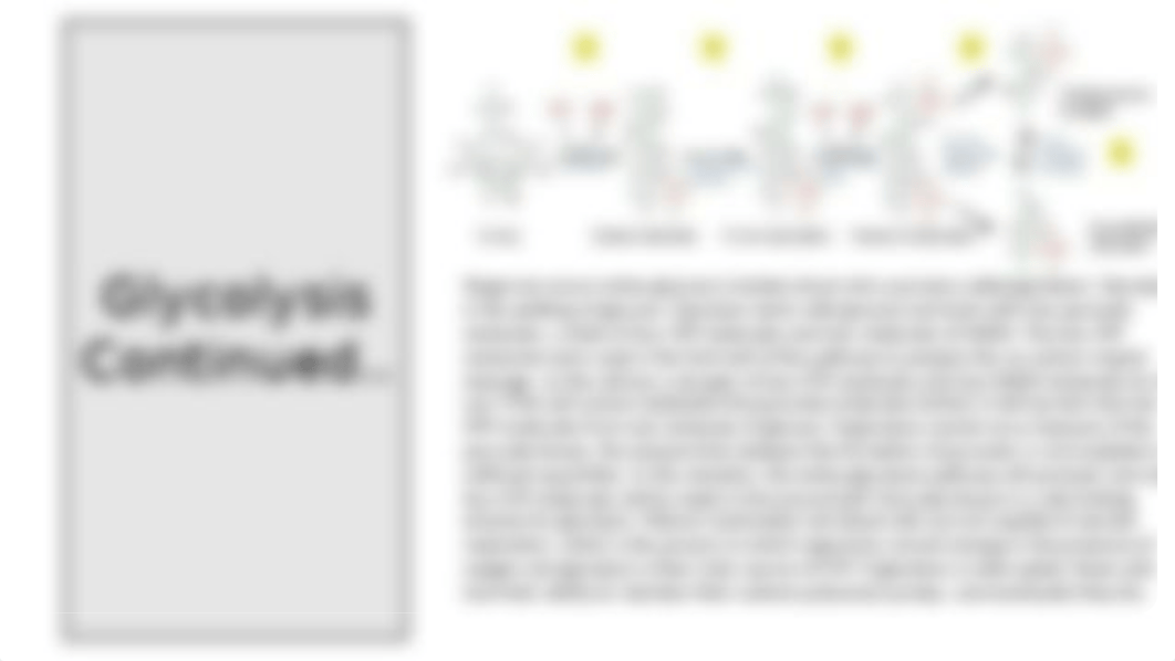 Cellular Respiration Project.pptx_d9tvxoguh6f_page4