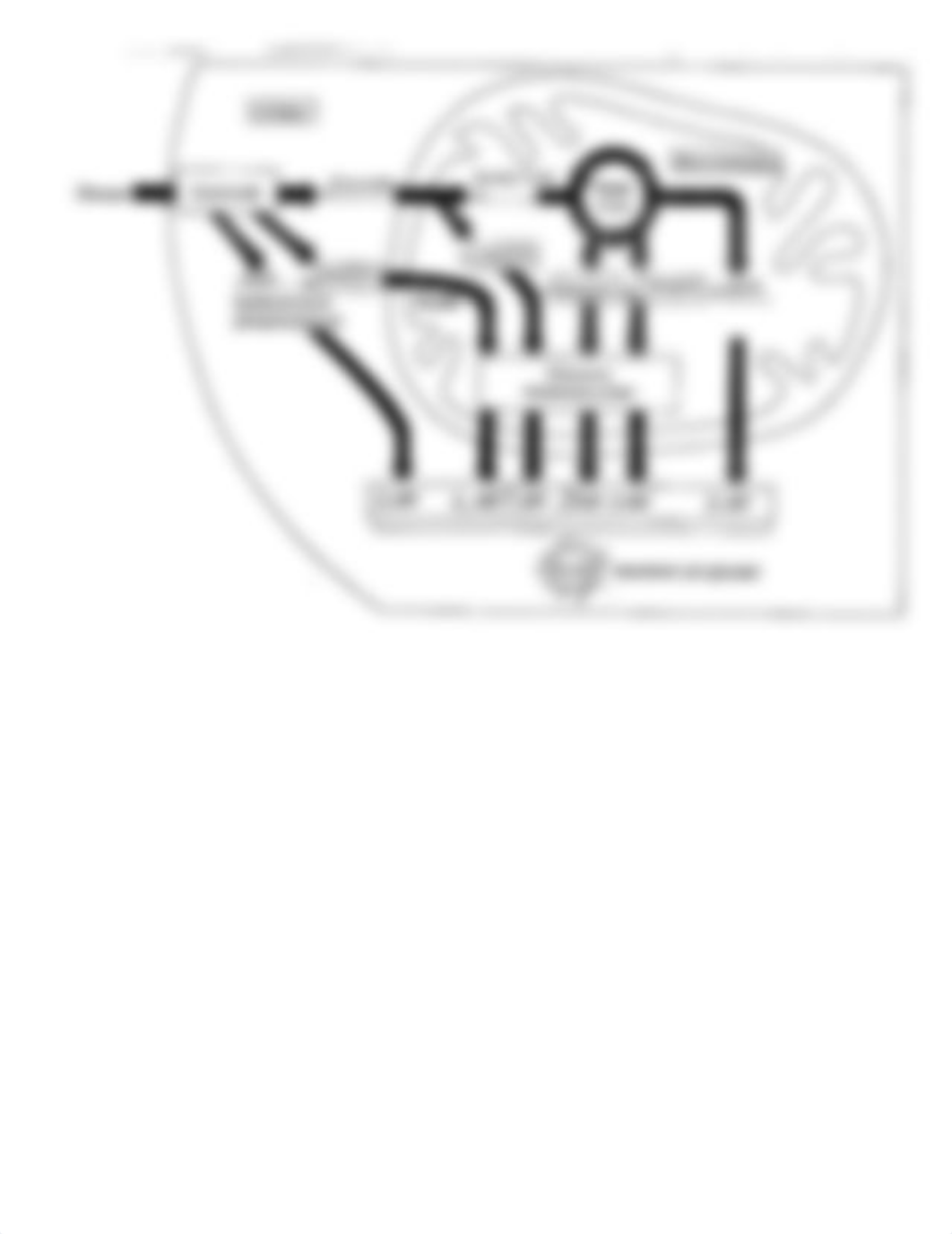 Cell respiration worksheet (1).pdf_d9u5vdw50ur_page2