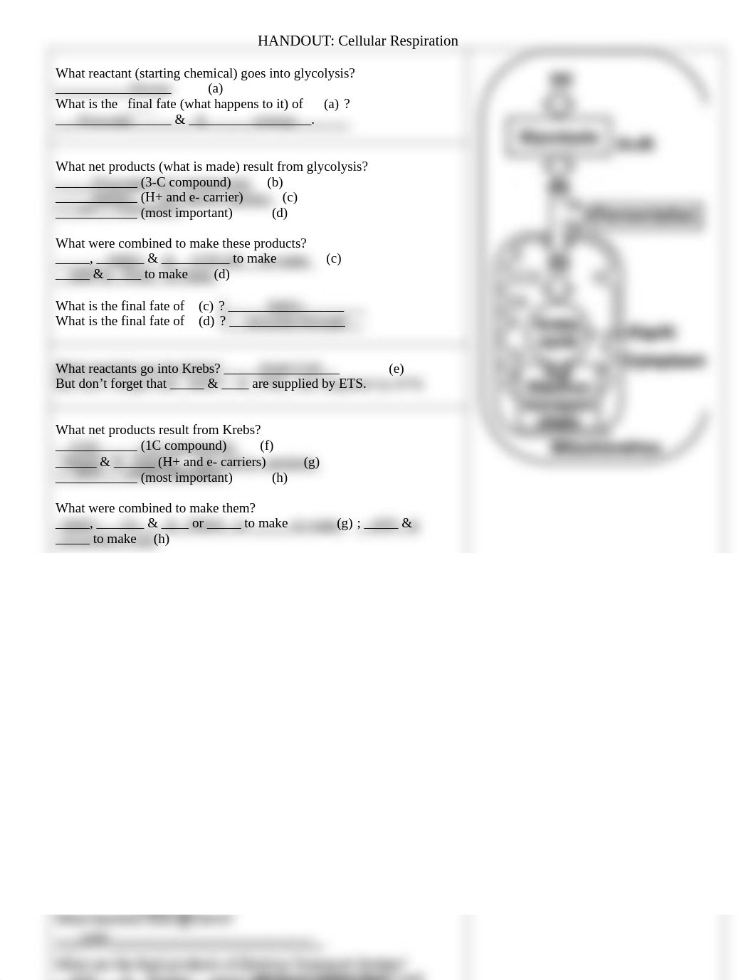 Cell respiration worksheet (1).pdf_d9u5vdw50ur_page1