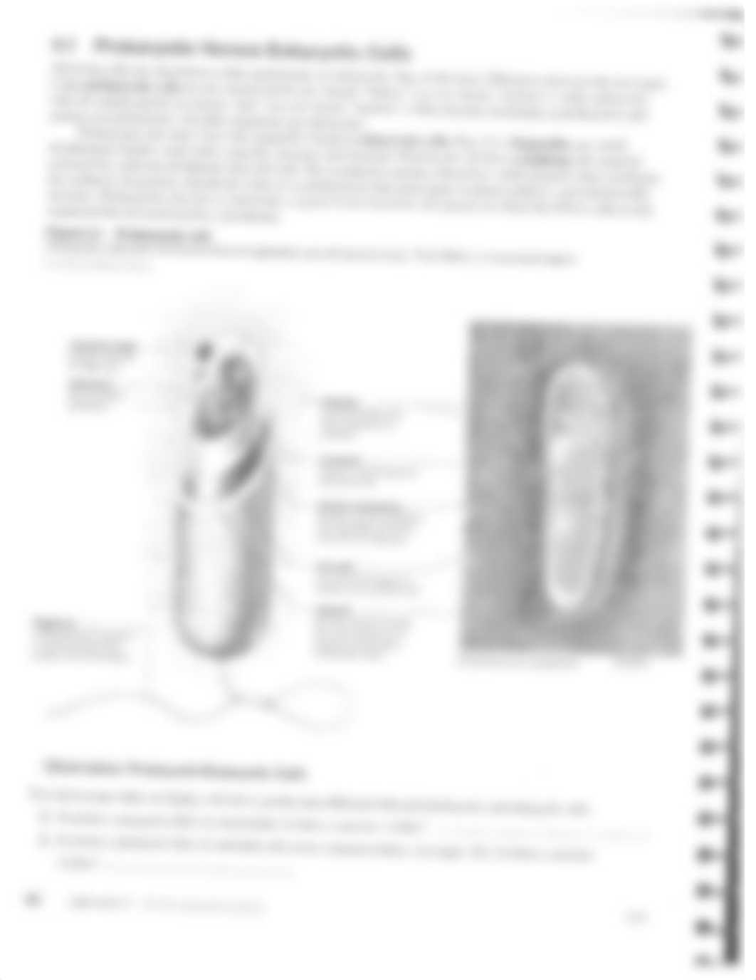 Week4CellLab_d9undqi80xm_page2