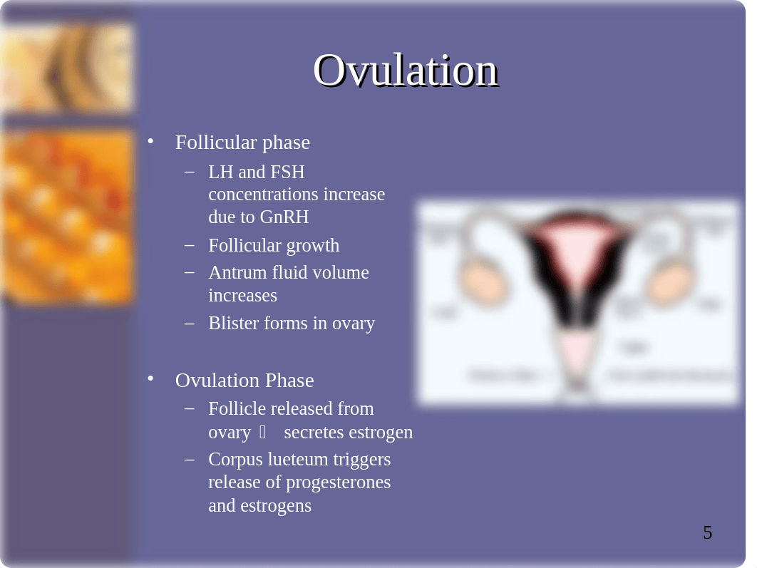 Oral Contraceptives.ppt_d9uvoeub2go_page5