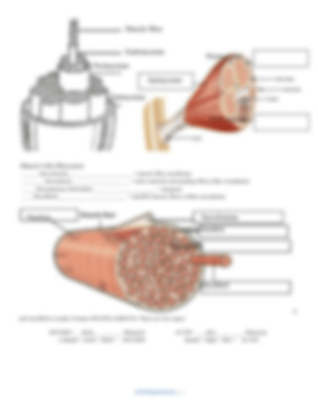 Copy of Ch 08 Muscular System (with DMD) Notes.docx_d9v1efj5ju8_page2