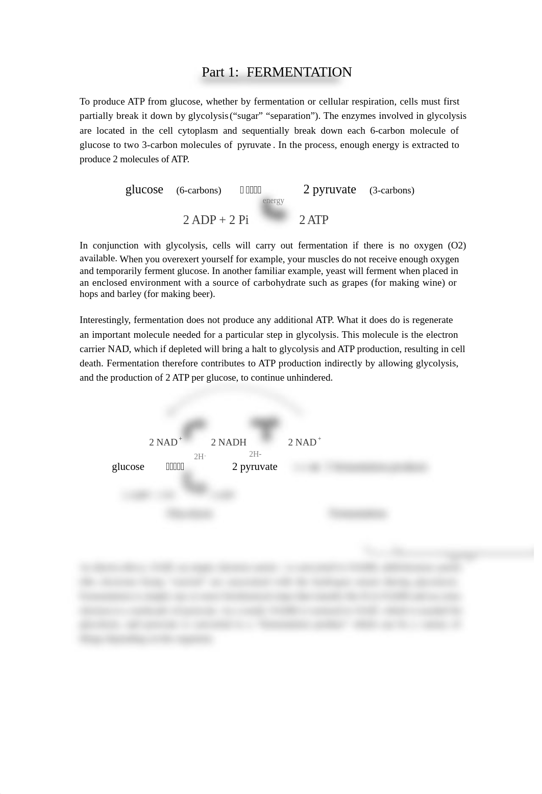 BIO Lab 6 - Respiration.docx_d9vwhgjxn4i_page3