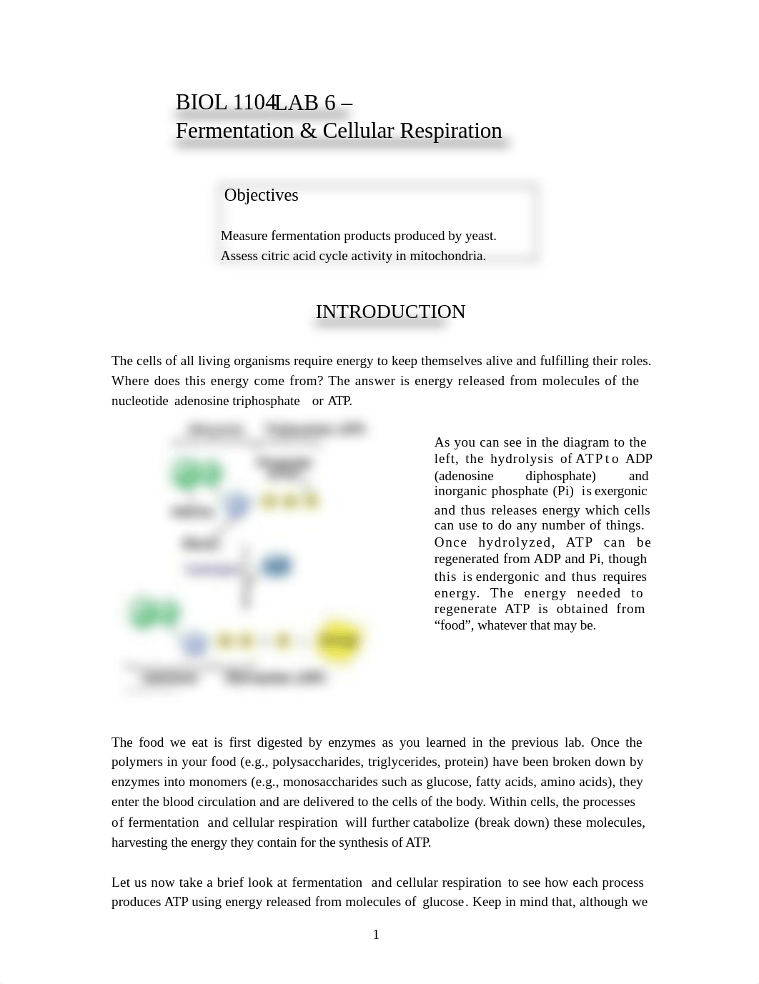 BIO Lab 6 - Respiration.docx_d9vwhgjxn4i_page1