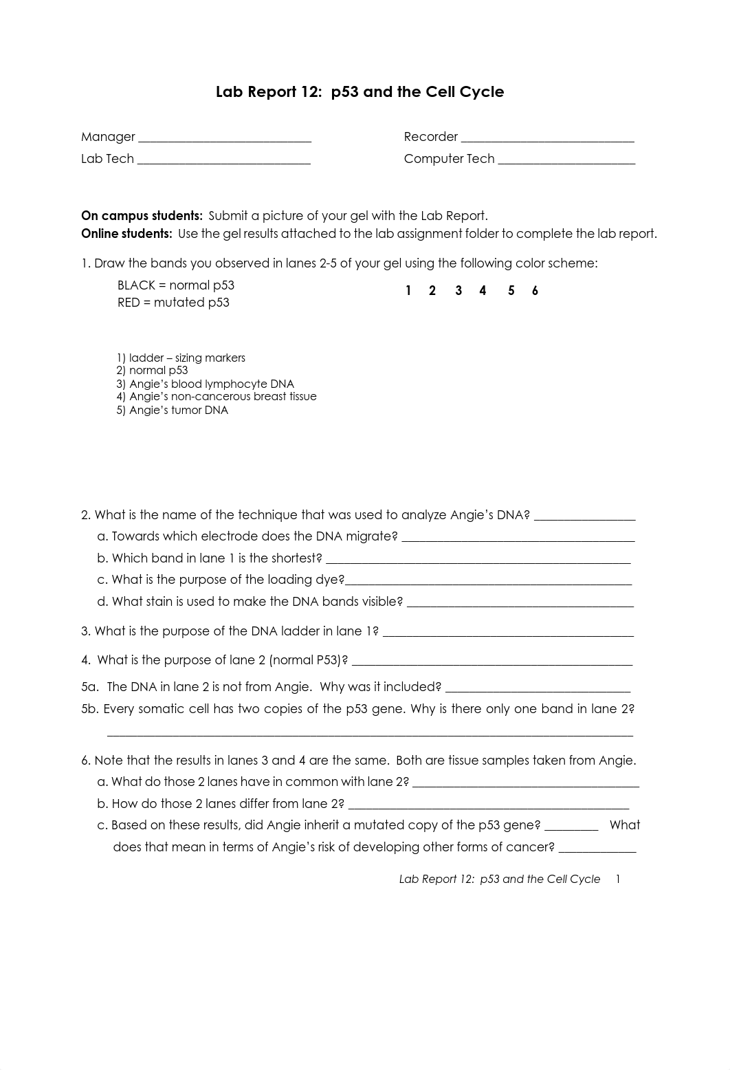 12b Lab Report 12 P53 and the Cell Cycle.pdf_d9w0yxc4zxt_page1