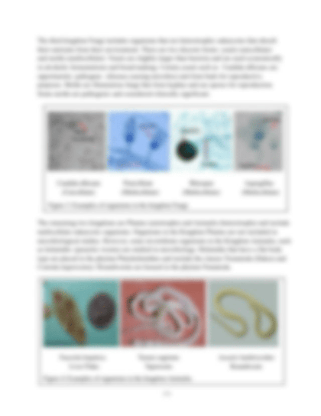 Lab 03 Diversity of Microbial Life.pdf_d9w9bvitm7u_page3