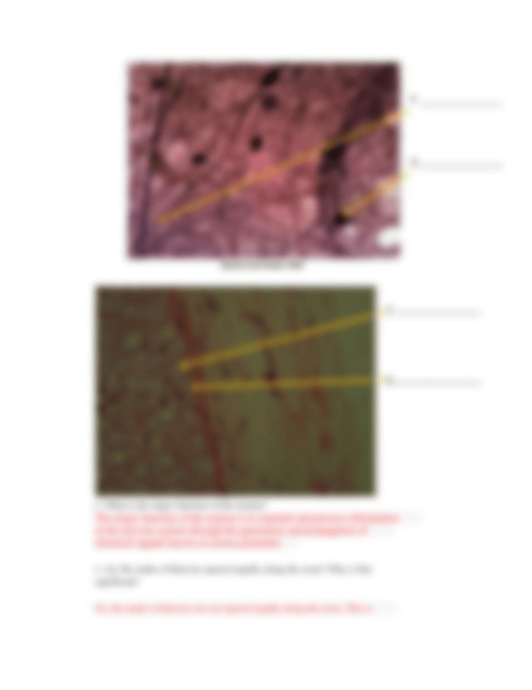 Lab 8 The Nervous System (1).pdf_d9wh7rf3r70_page3