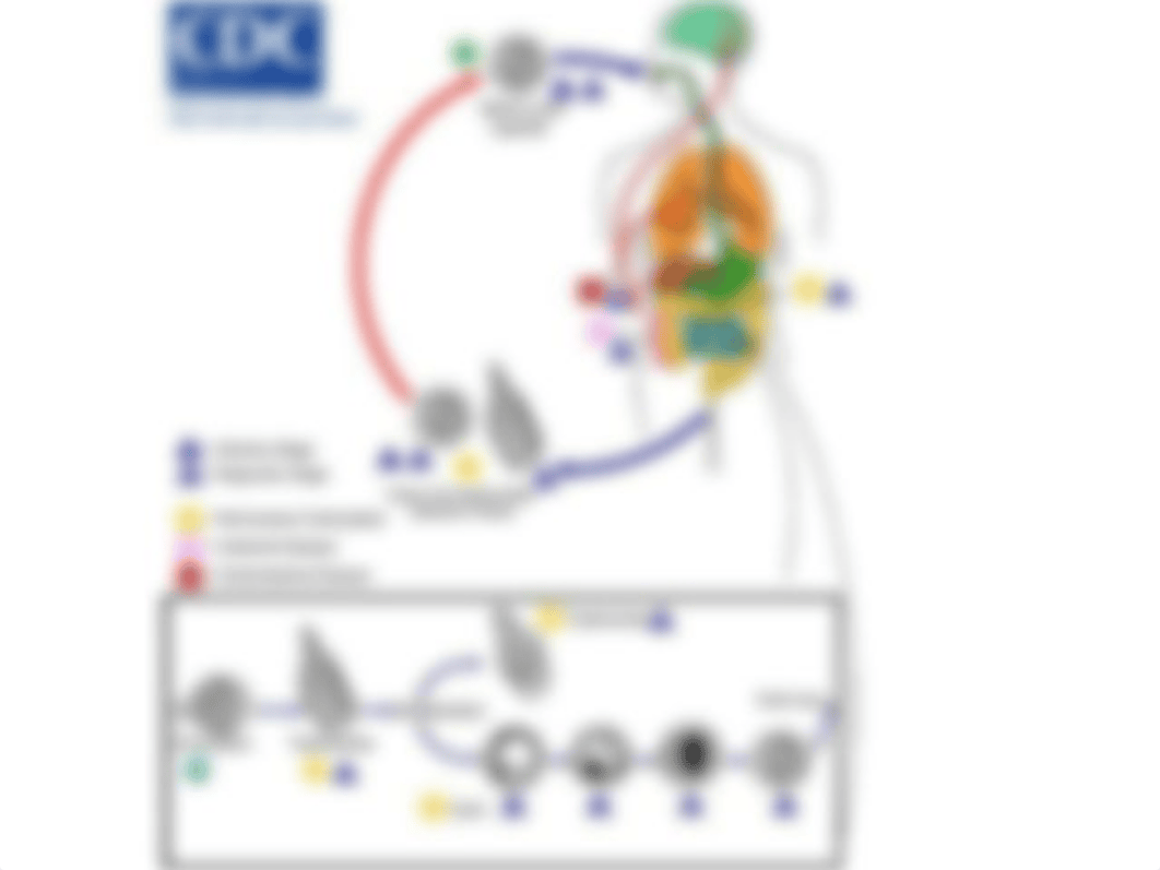 Protozoans of Medical Importance.ppt_d9wuulfkebb_page3