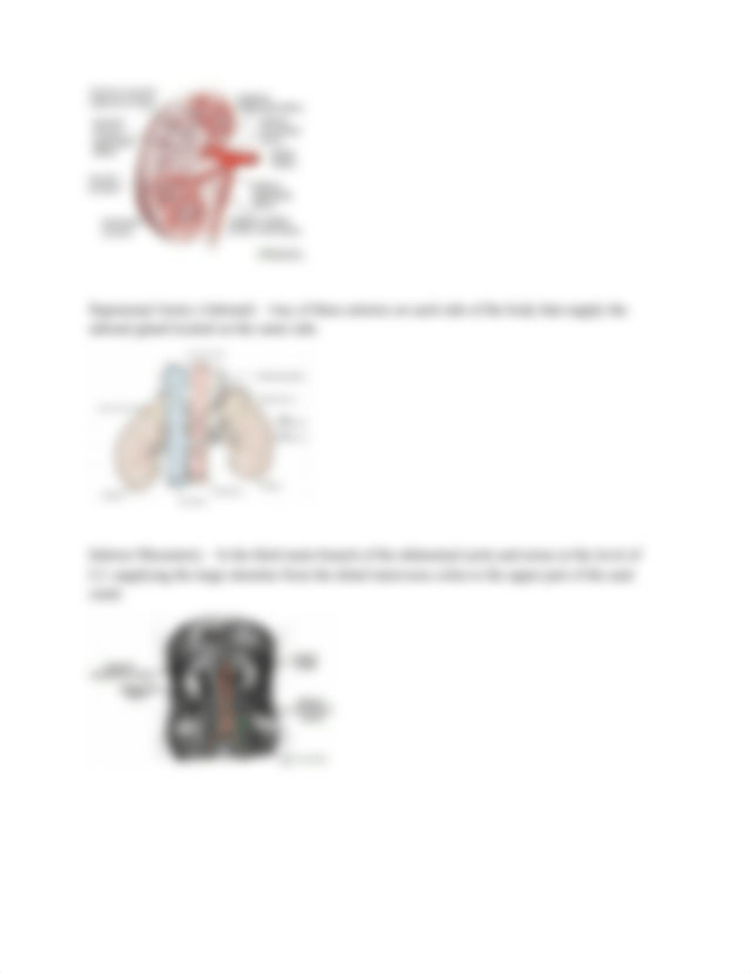 Arteries (Abdominal Cavity and Legs).docx_d9wv5inesqr_page3