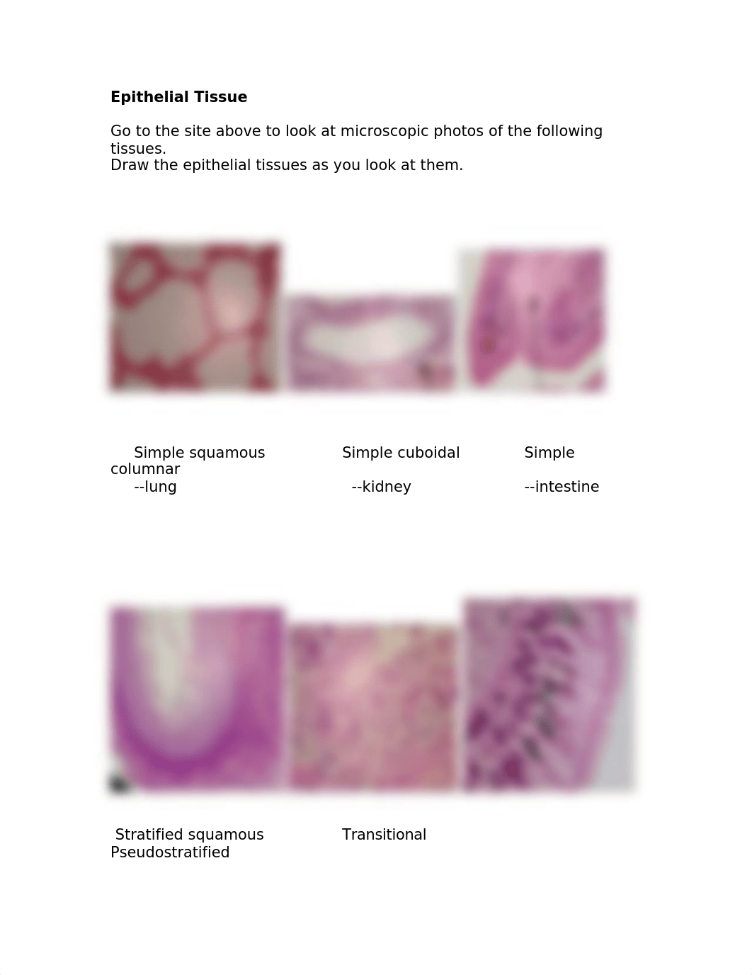 4-21 Histology_lab_d9xg6tn4xc8_page2