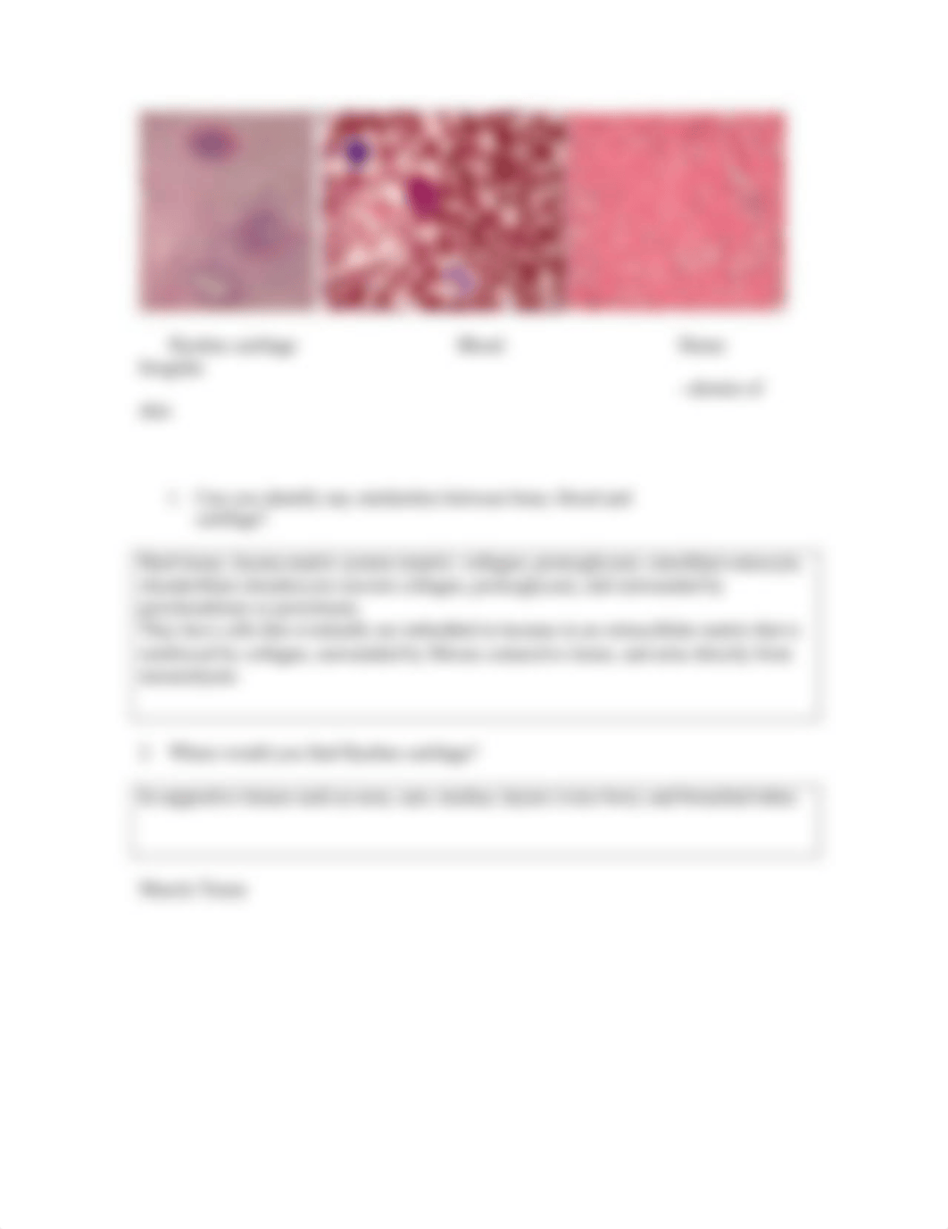 4-21 Histology_lab_d9xg6tn4xc8_page4