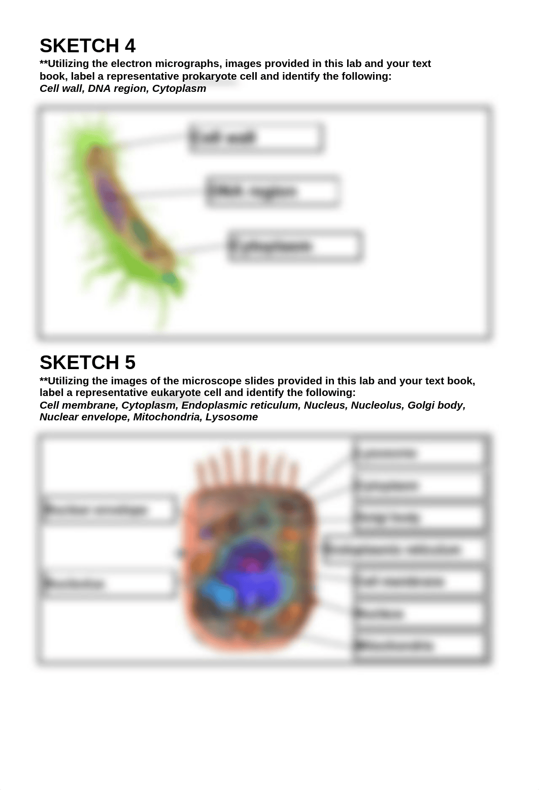 AP 1 Lab 2 .pdf_d9xnx6jed04_page3