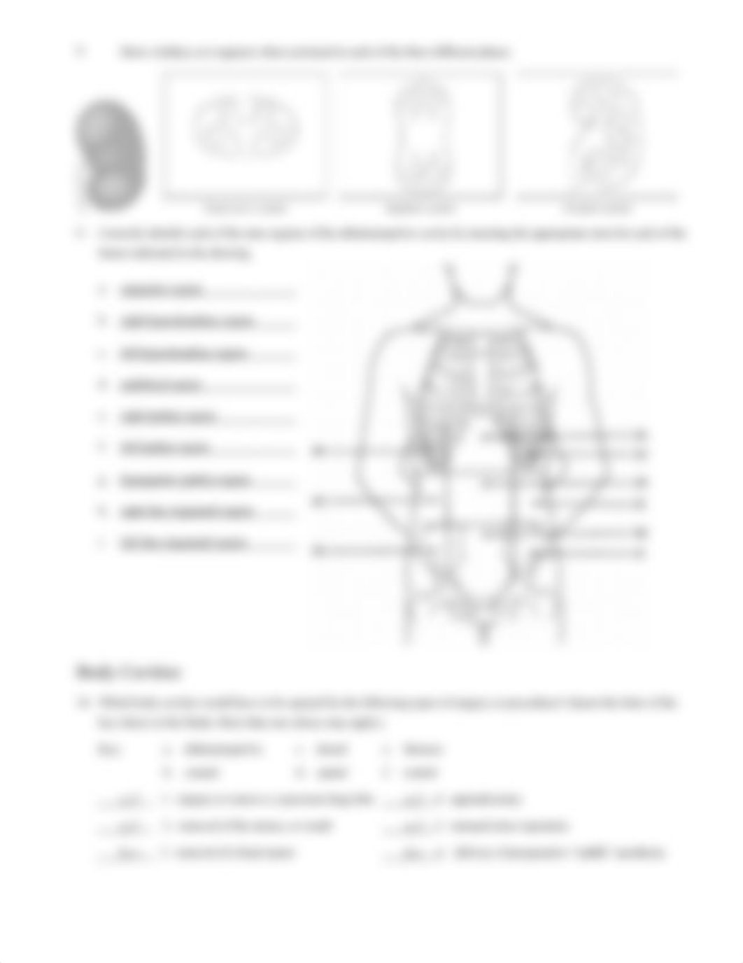 Lang of Anat Review Sheet Answers.docx_d9xo9btzny2_page3