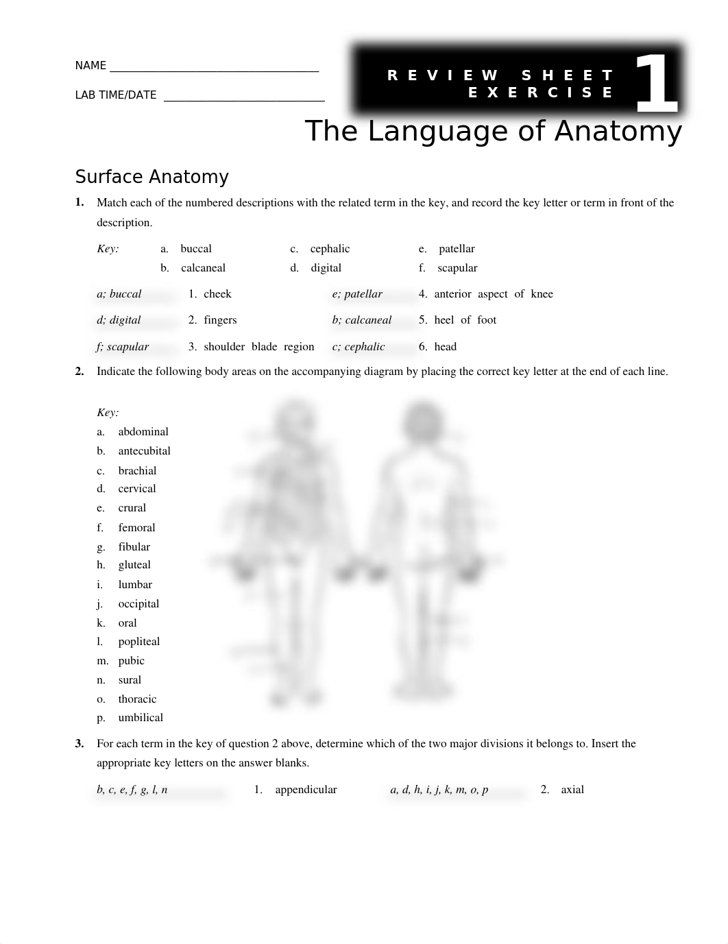 Lang of Anat Review Sheet Answers.docx_d9xo9btzny2_page1