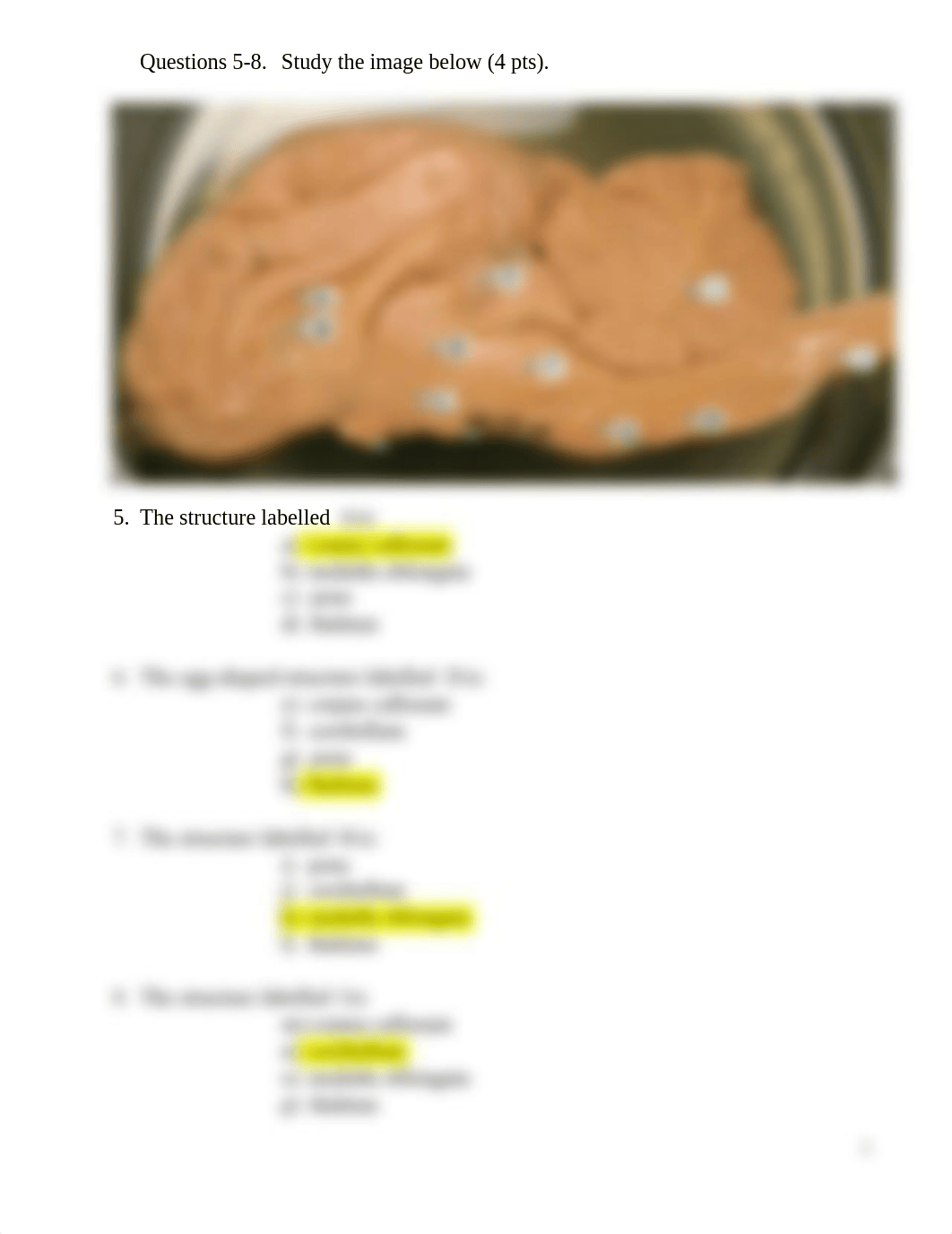 Anatomy 2 lab quiz e.docx_d9xpglaxwkh_page2