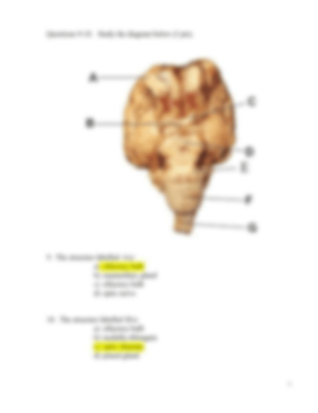 Anatomy 2 lab quiz e.docx_d9xpglaxwkh_page3