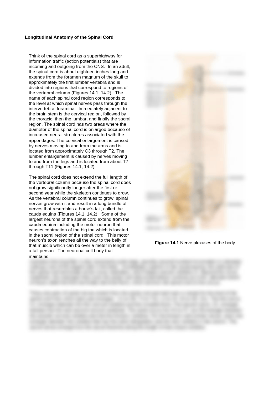 Lab_14-The_Spinal_Cord__Selected_Spinal_Nerves_v2_with_KLB_drawings_bHHODD1.docx_d9xrnr05pte_page2