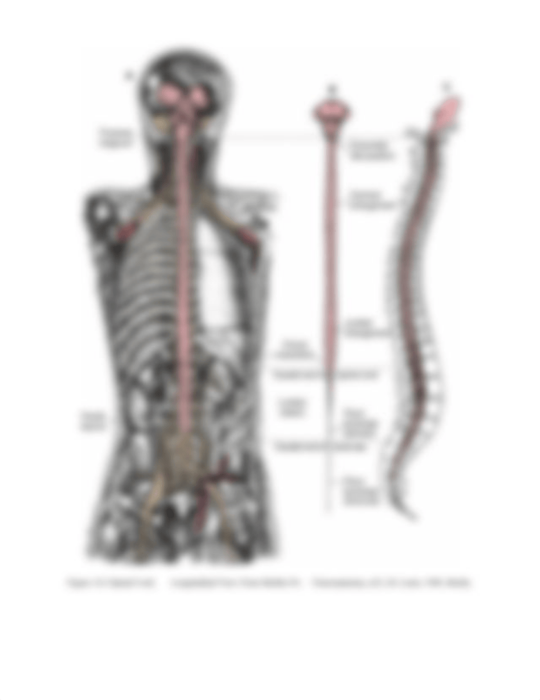 Lab_14-The_Spinal_Cord__Selected_Spinal_Nerves_v2_with_KLB_drawings_bHHODD1.docx_d9xrnr05pte_page3