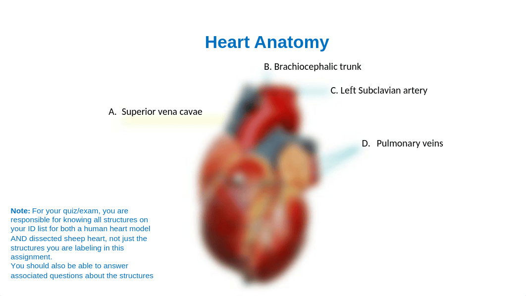 Heart & EKG Assignment.pptx_d9xtm0ew8jj_page1