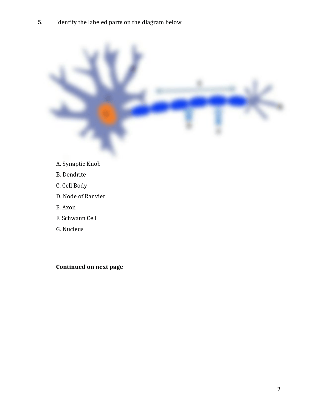 ASSN 7.1 Structure and Function of the Nervous System.docx_d9ygxvfjeac_page2