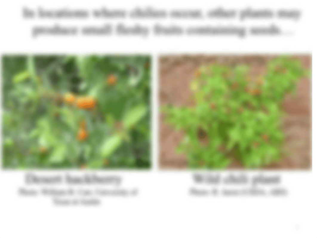 02_Capsaicin Evolution_STUDENT_F2020.pptx_da0cklbjsod_page5