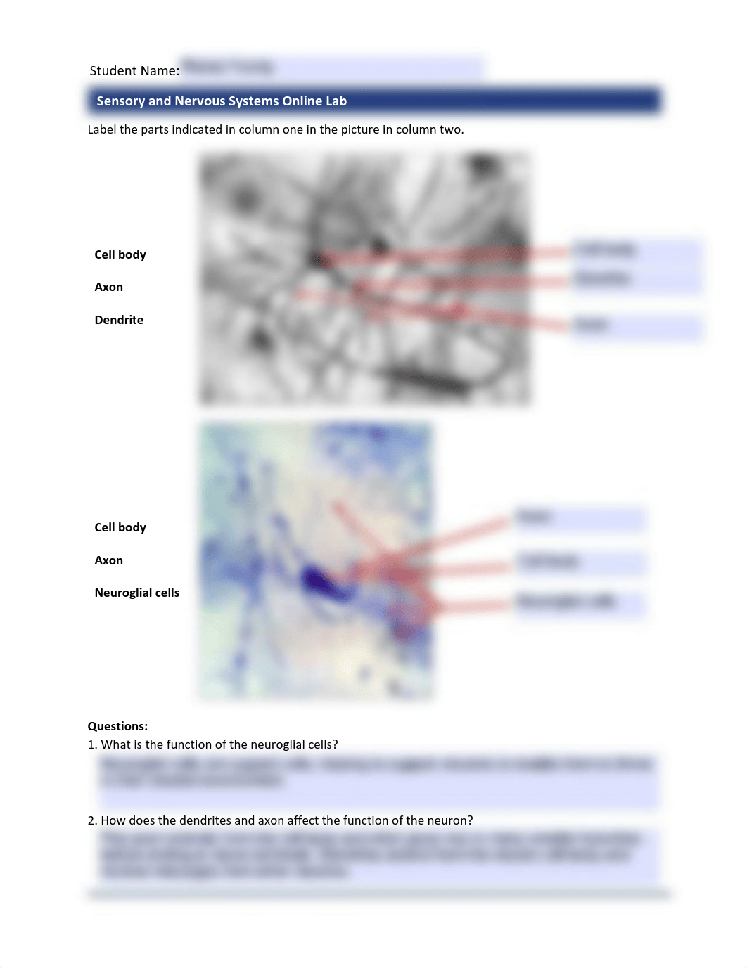 7.7_SensoryAndNervousSystemsOnlineLab_worksheet.pdf_da0fldkop12_page2