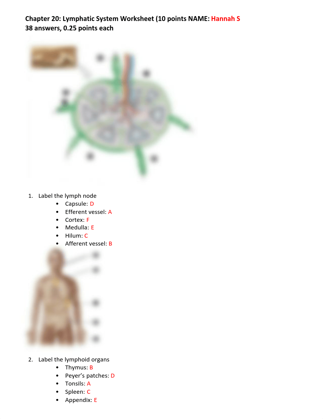 Ch20. Lymphatic System Worksheet.pdf_da15vepjf8j_page1