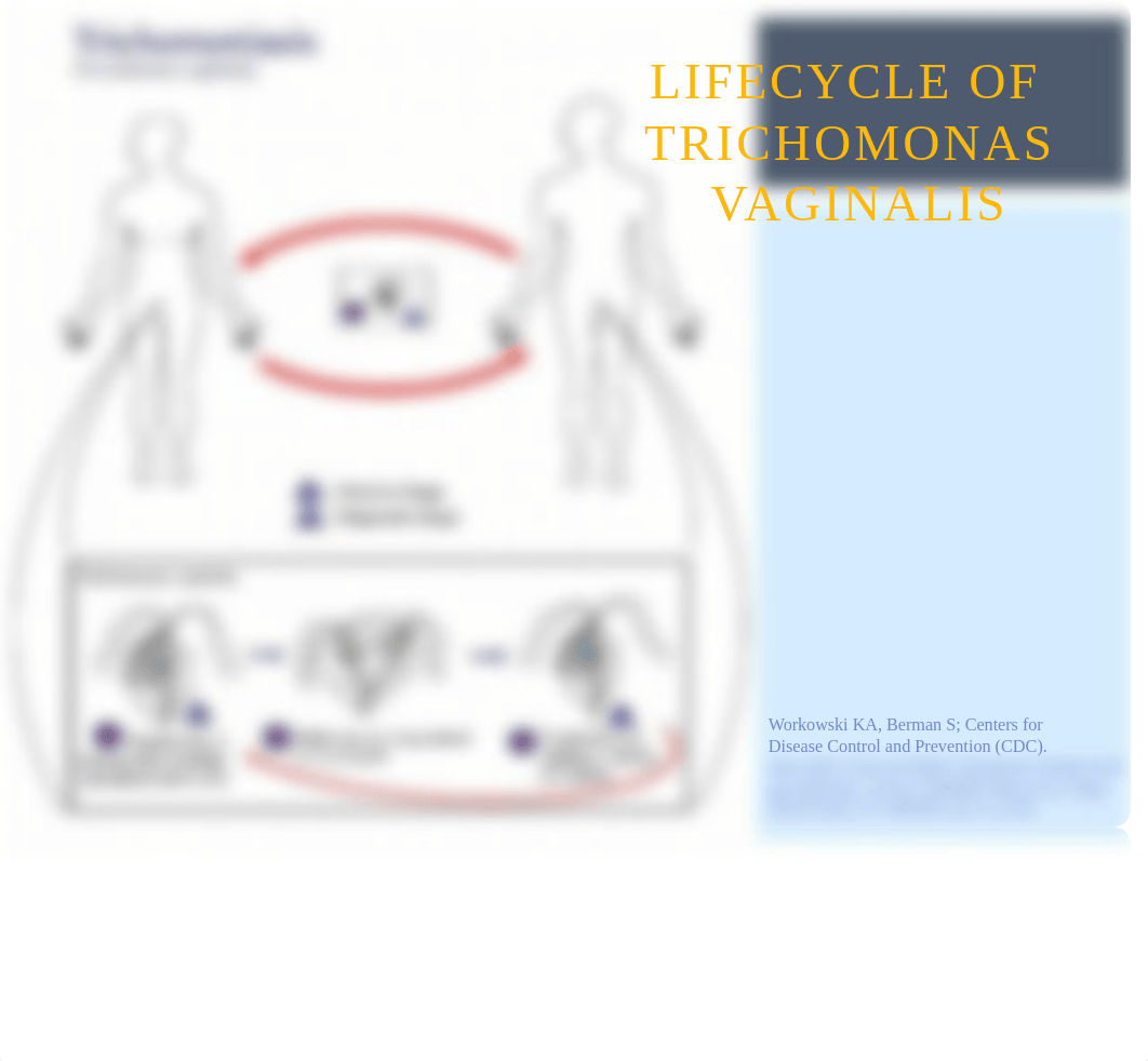 Trichomoniasis powerpoint.pptx_da2mvkum33w_page4