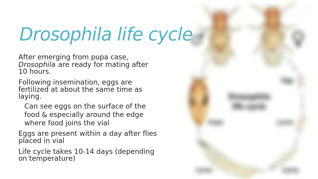 BIOL 315 Lab 3 Introduction to Drosophila and Monohybrid Dihybrid Crosses in Maize.pptx_da3gmg326u9_page3