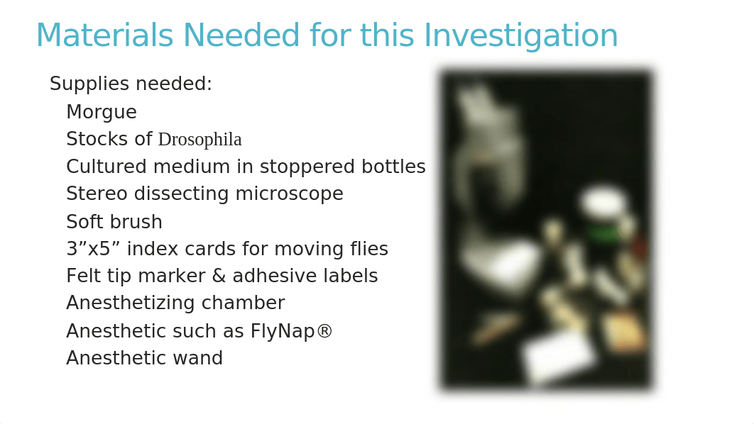 BIOL 315 Lab 3 Introduction to Drosophila and Monohybrid Dihybrid Crosses in Maize.pptx_da3gmg326u9_page4