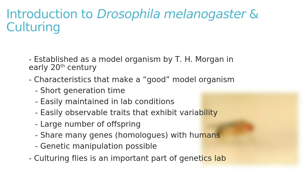 BIOL 315 Lab 3 Introduction to Drosophila and Monohybrid Dihybrid Crosses in Maize.pptx_da3gmg326u9_page2