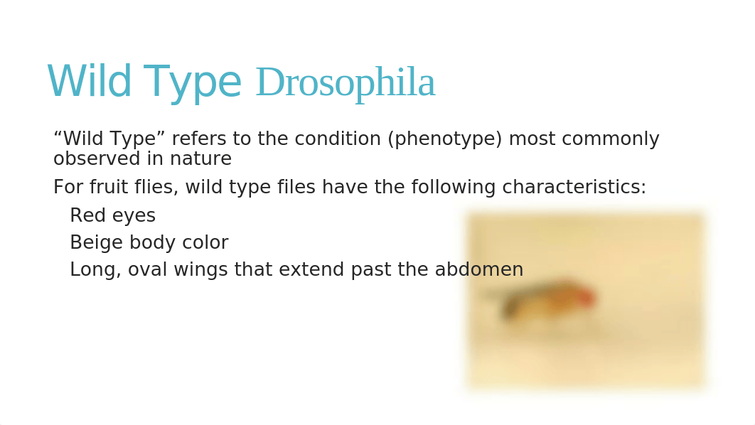 BIOL 315 Lab 3 Introduction to Drosophila and Monohybrid Dihybrid Crosses in Maize.pptx_da3gmg326u9_page5