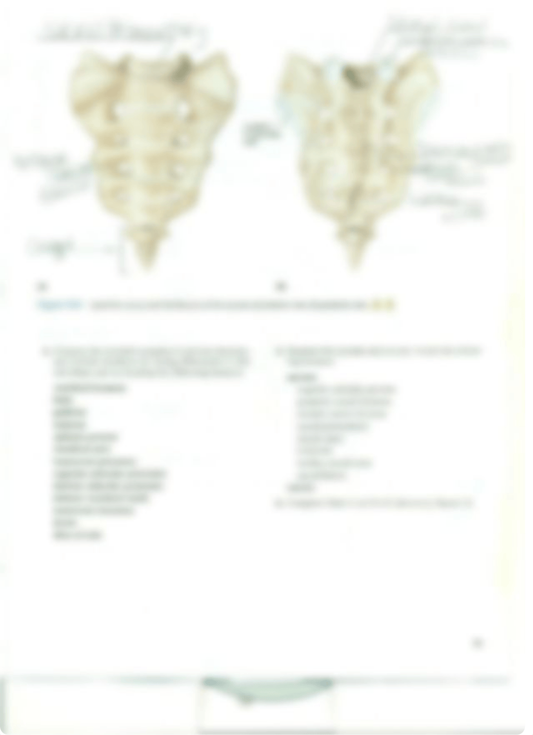 Chapter 10 Vertebral Column and Thoracic Cage_da4lsfilxv1_page5