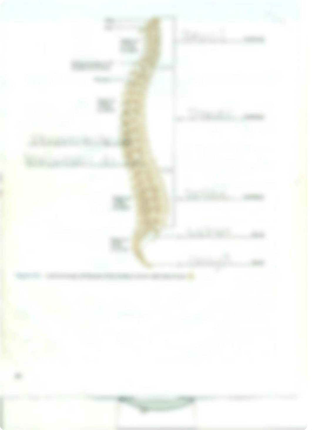 Chapter 10 Vertebral Column and Thoracic Cage_da4lsfilxv1_page2