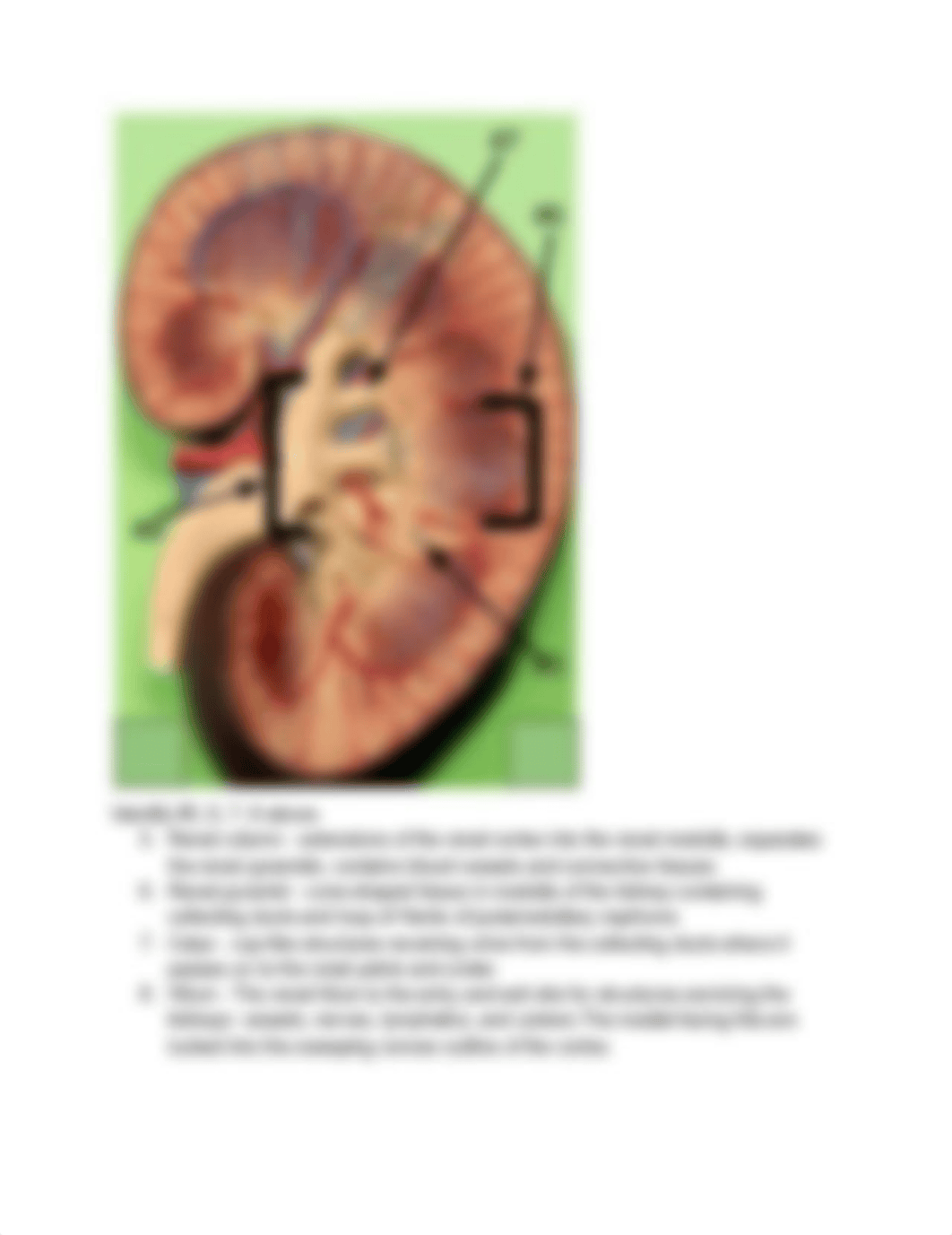 P.G. Urinary Analysis - PHYL 142L .pdf_da5kcsdx8il_page2