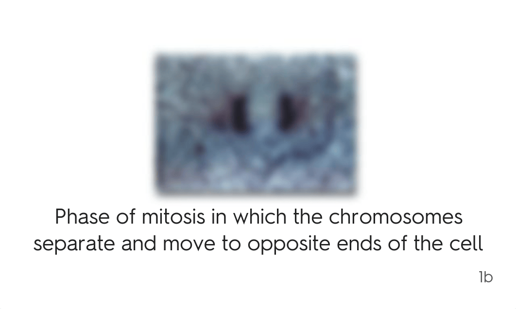 ANATOMY OF A CELL & CELL DIVISION.pdf_da6nggwkt5d_page2