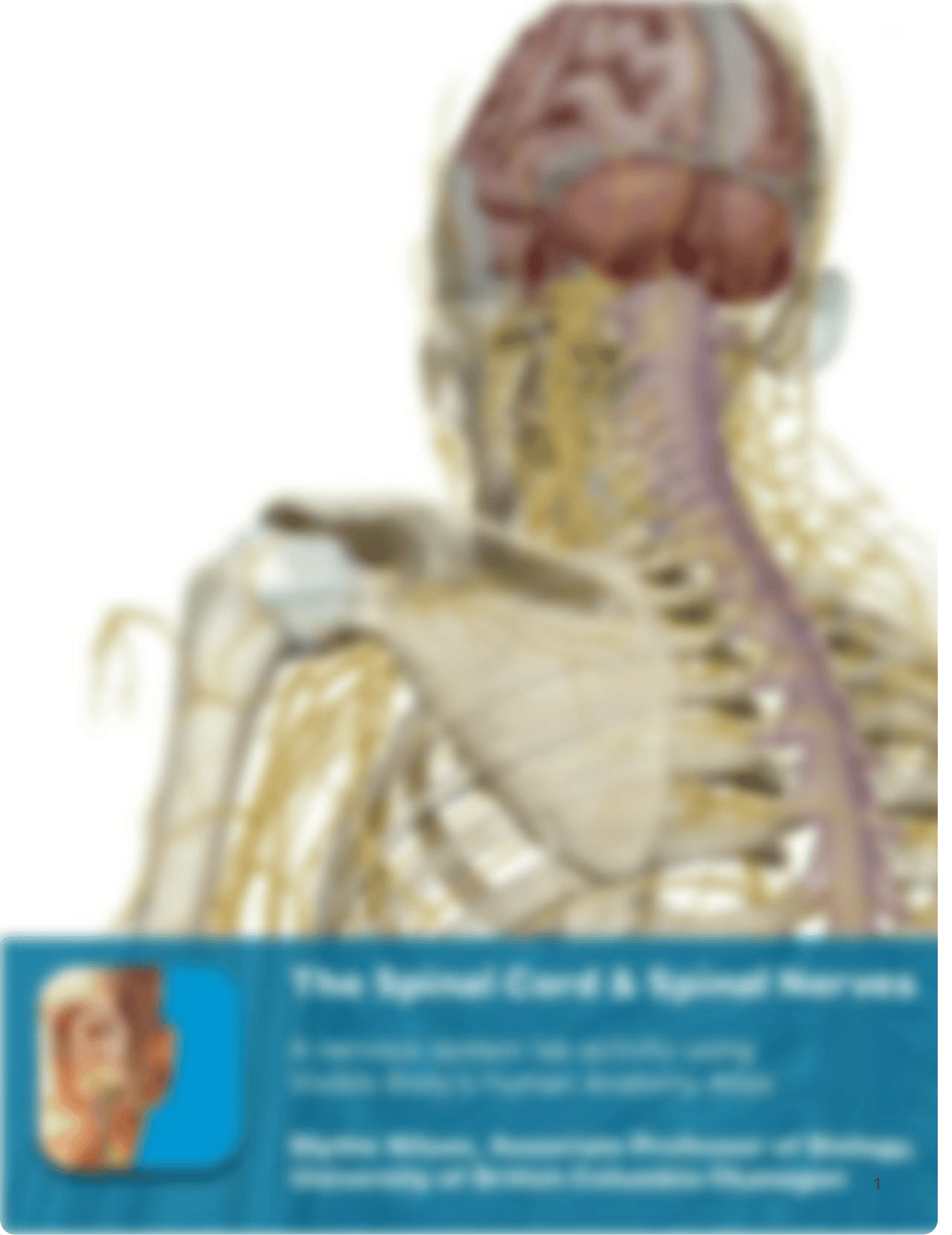 lab spinal_cord_and_spinal_nerves_atlas.pdf_da6v152ti3x_page1