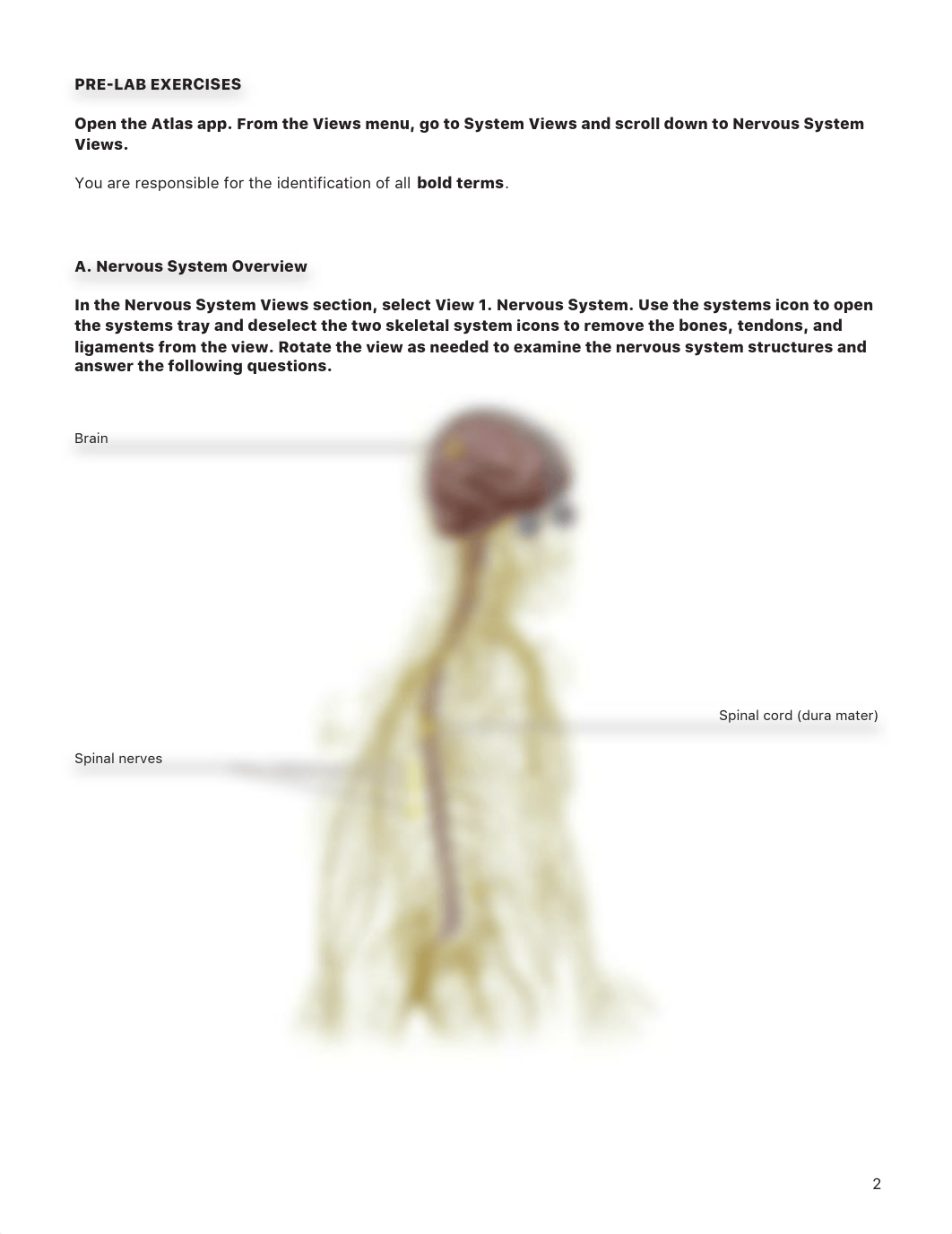 lab spinal_cord_and_spinal_nerves_atlas.pdf_da6v152ti3x_page2