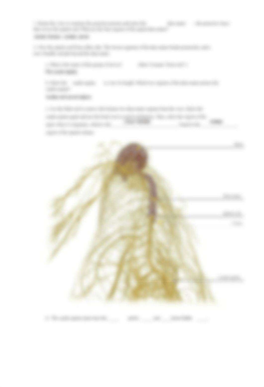 lab spinal_cord_and_spinal_nerves_atlas.pdf_da6v152ti3x_page5