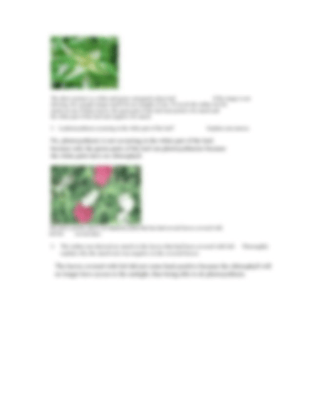 PhotosynthesisLab Report.docx_da6xacfsotn_page2