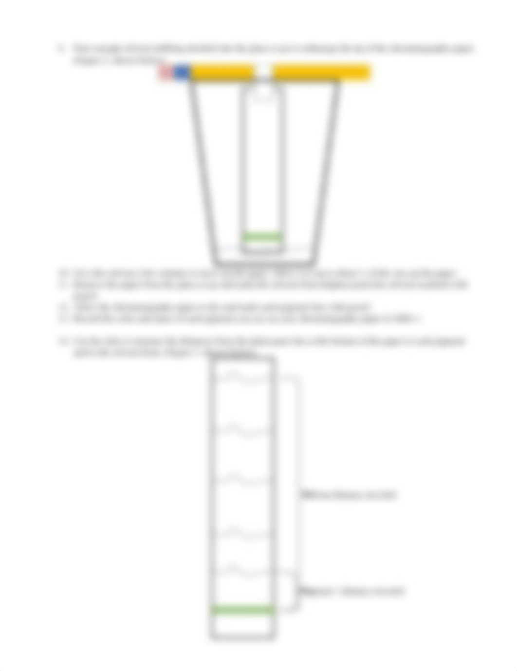 2-4_LAB_Plant_Pigment_Chromatography_Worksheet finished isaiah meissner.docx_da7gk493dgt_page2