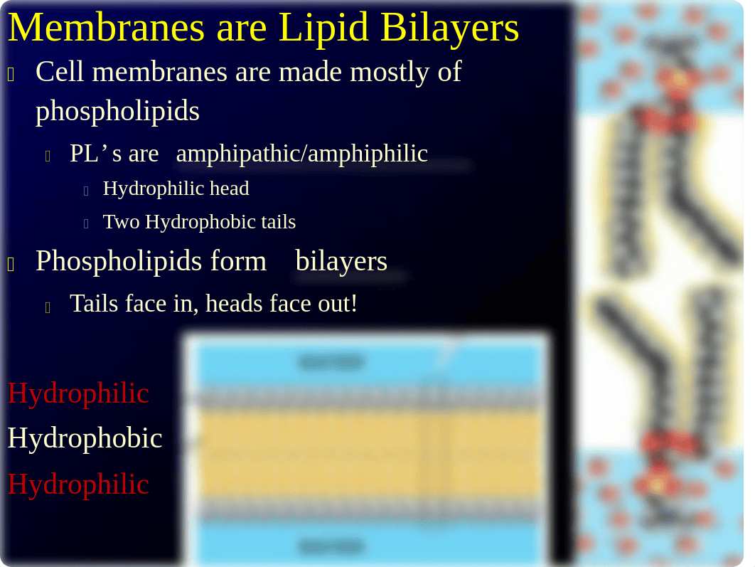 Bio 1101-8 Lab.pdf_da7rnjbezq0_page5