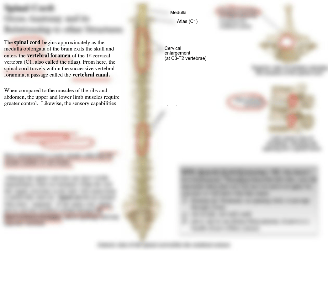 01 Spinal Cord and Nerves.pdf_da8a46sx6h5_page3