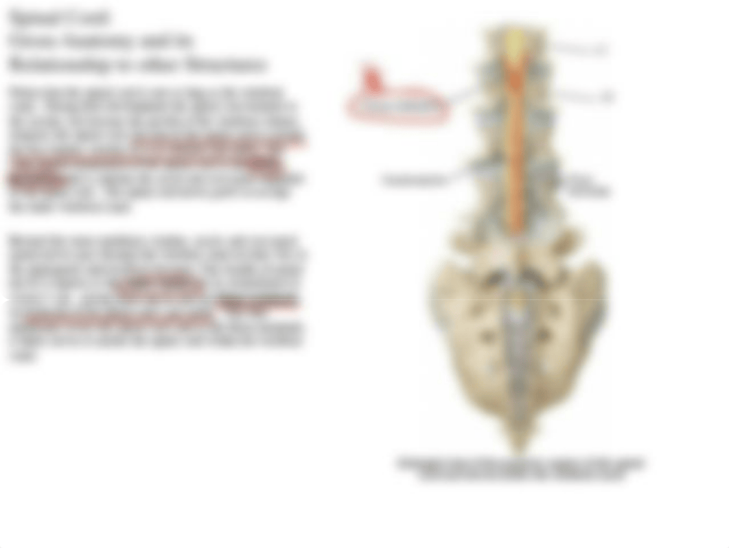 01 Spinal Cord and Nerves.pdf_da8a46sx6h5_page4