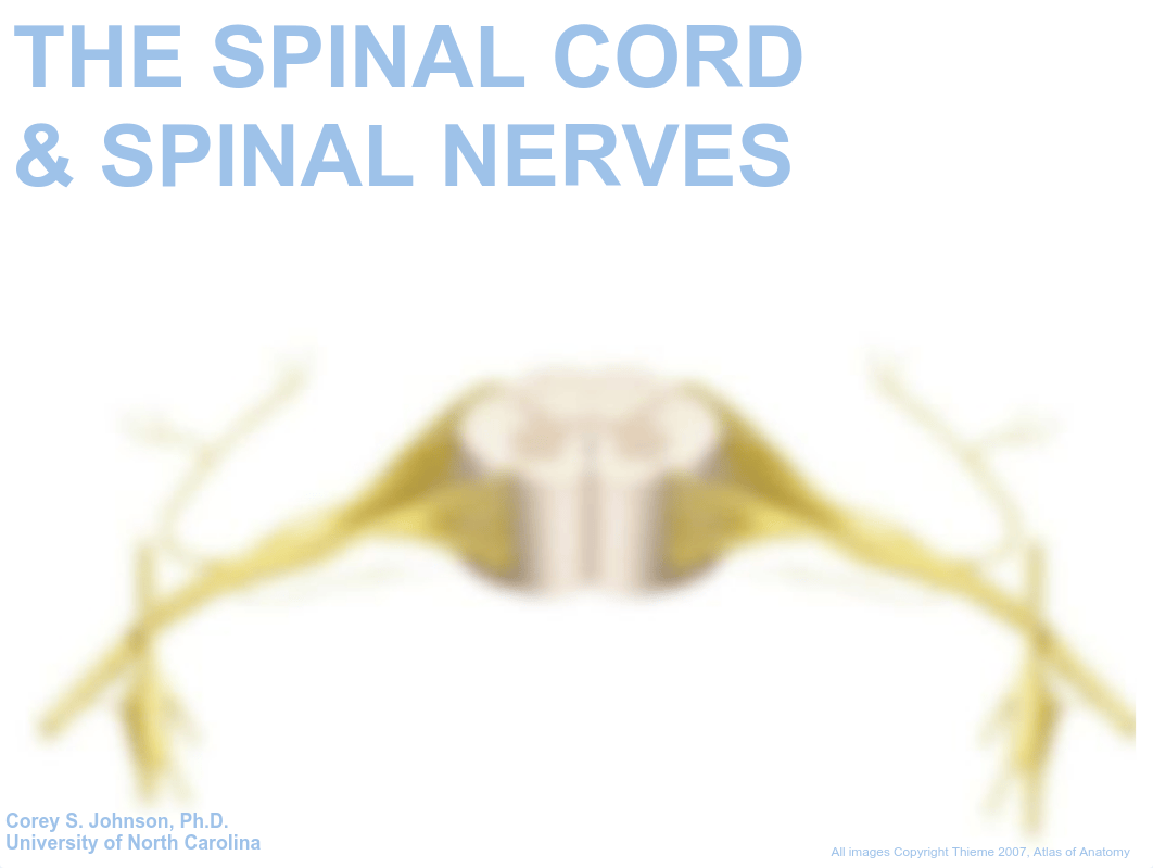 01 Spinal Cord and Nerves.pdf_da8a46sx6h5_page1