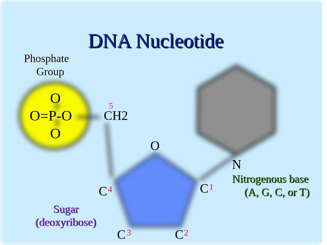 DNAREPLICATION.pdf_da8gczr4gqk_page5