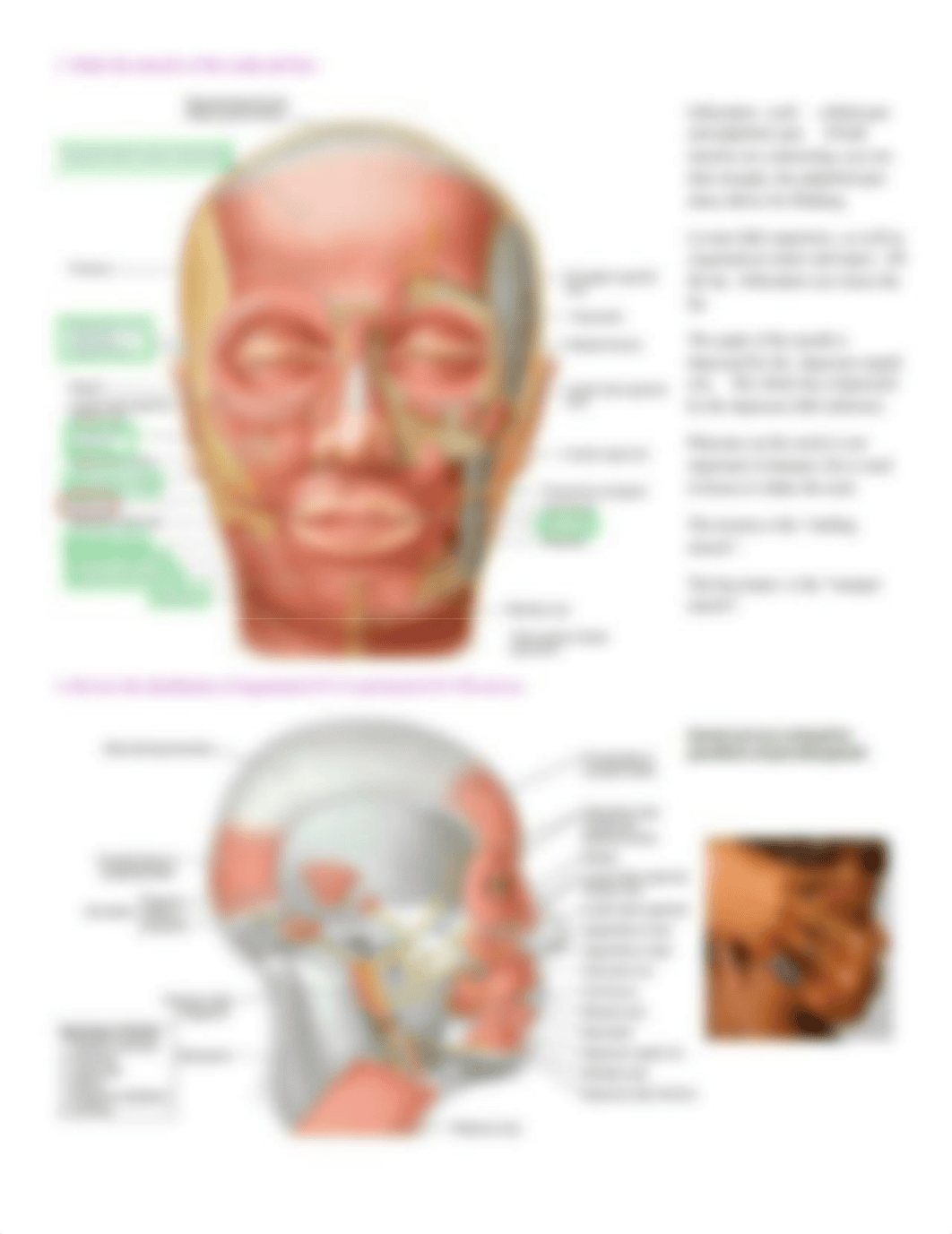 Face and Scalp.pdf_da8hhvmqi74_page2